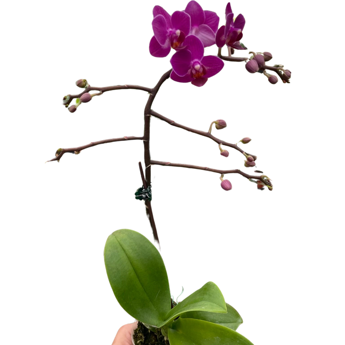 Orchid 'Purple Fucshia Phalaenopsis'