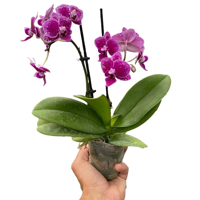 Orchid 'Purple Spotted Phalaenopsis'