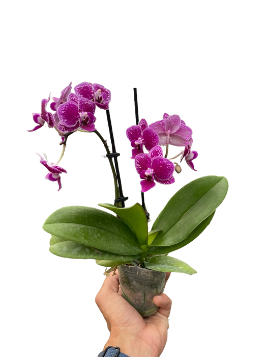 Orchid 'Purple Spotted Phalaenopsis'