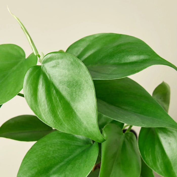 philodendron cordatum buy Philodendron Cordatum 'Heartleaf' 4" Pot / Nursery Pot