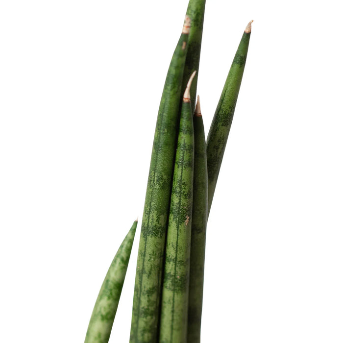 sansevieria cylindrica rhino The Snobby Leaf | Snake Plant Cylindrica - 4 inch Pot