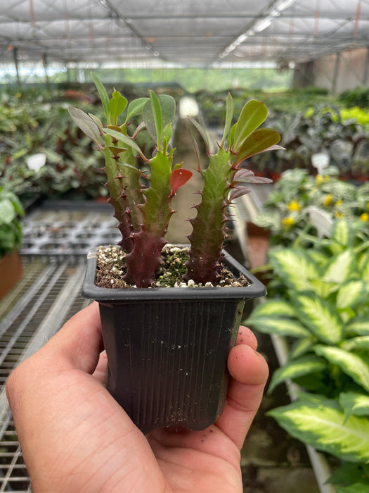 Succulent Euphorbia 'Trigona Rubra'