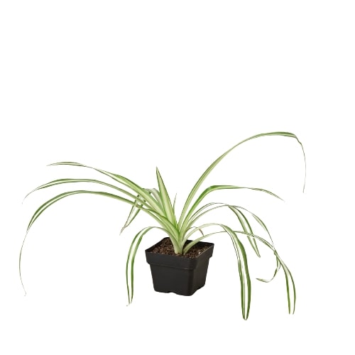 Spider Plant Reverse