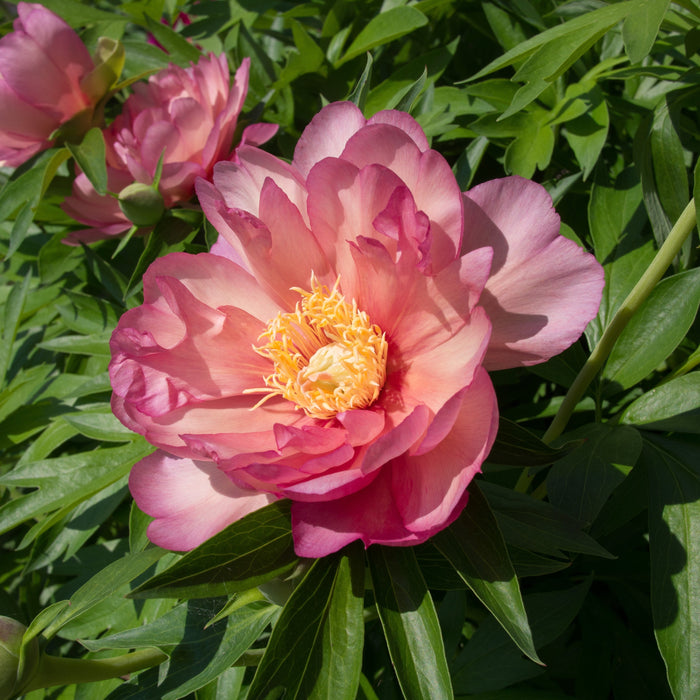 Paeonia 'Julia Rose'  - Julia Rose Itoh Peony - Shipped