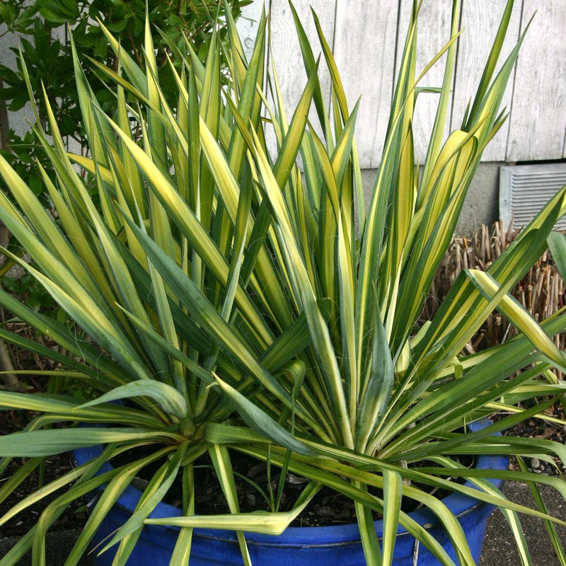 Color Guard Adam's Needle, Yucca - Shipped