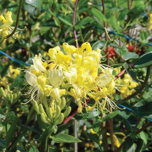 Scentsation Honeysuckle - Shipped
