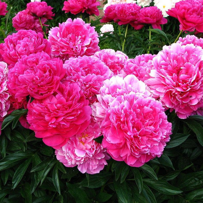 Paeonia lactiflora 'Kansas'  - Kansas Peony - Shipped