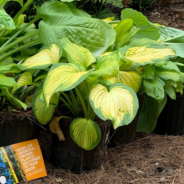 Hosta 'Stained Glass'  - Stained Glass Hosta - Shipped