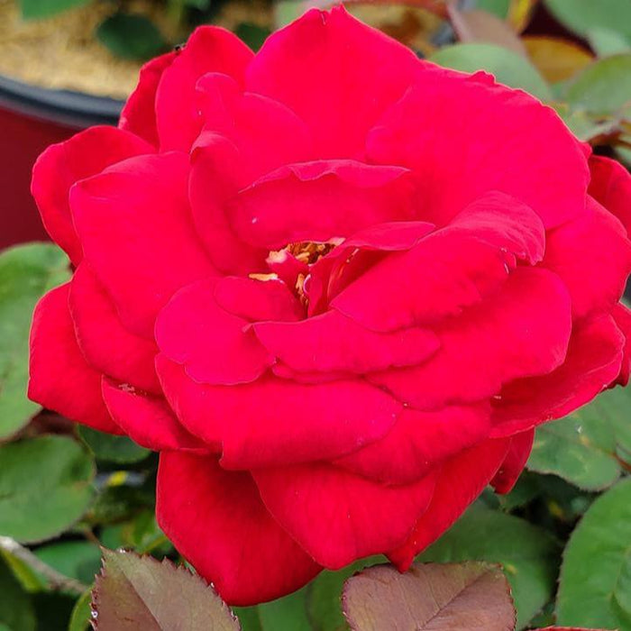 Rosa 'Baimir'  - Easy Elegance® Kashmir Rose - Shipped