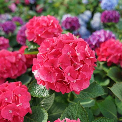 Wee Bit Giddy® Hydrangea - Shipped