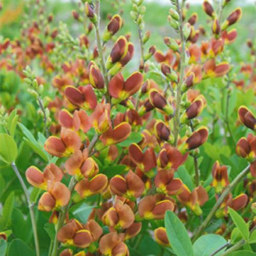 Baptisia 'Cherries Jubilee'  - Decadence® Cherries Jubilee Baptisia - Shipped