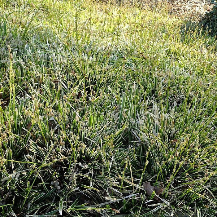 Carex morrowii 'Ice Dance'  - Ice Dance Sedge - Shipped