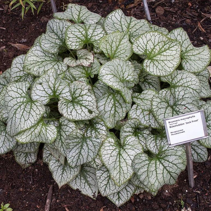Brunnera macrophylla 'Jack Frost'  - Jack Frost Siberian Bugloss - Shipped