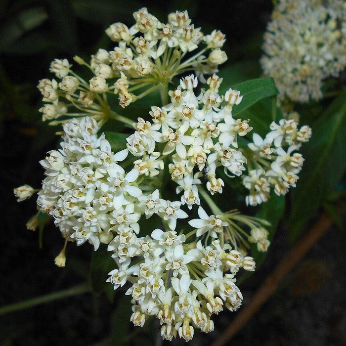 Asclepias incarnata 'Ice Ballet'  - Ice Ballet Swamp Milkweed - Shipped