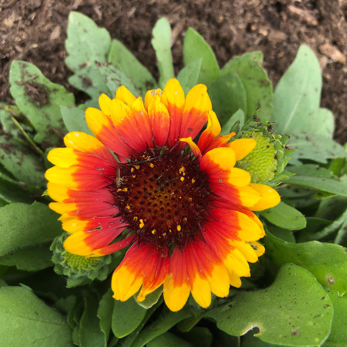 Gaillardia aristata 'Spintop Red Starburst'  - Spintop™ Red Starburst Blanket Flower - Shipped