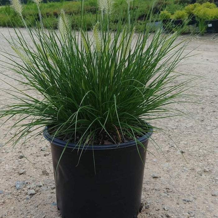 Pennisetum alopecuroides 'Hameln  - Hameln Fountain Grass - Shipped