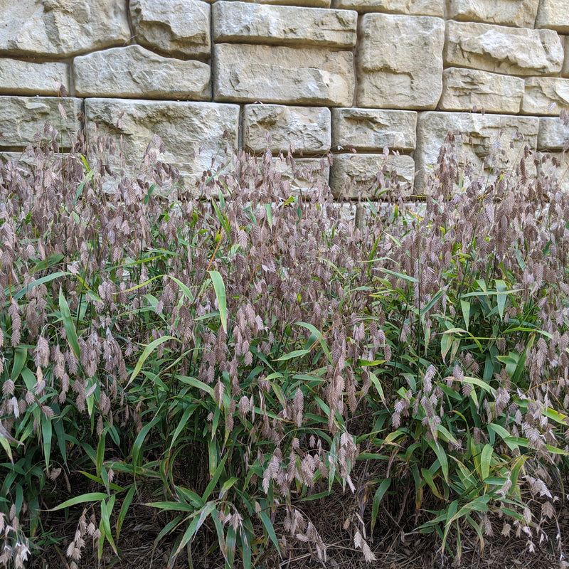River Oats, Inland Sea Oats - Shipped