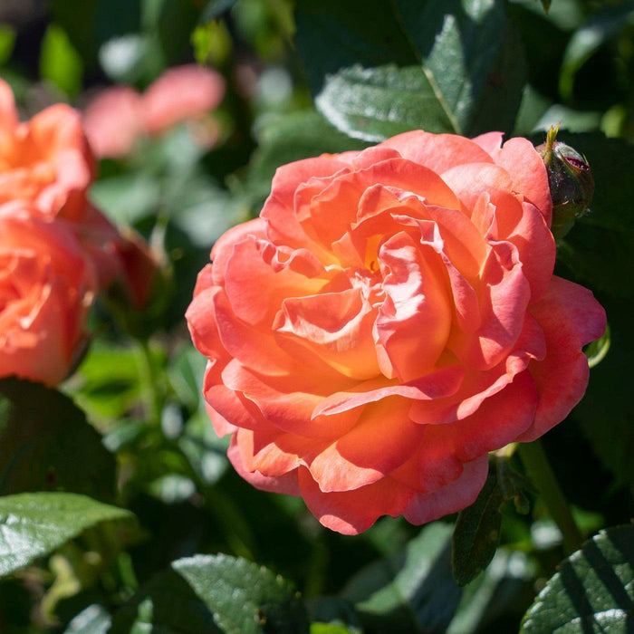 Rosa 'Radslam' PP 35,826  - Orange Glow™ Knock Out® Rose - Shipped