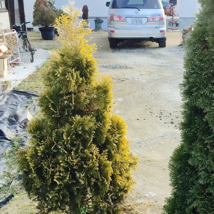 Thuja occidentalis 'Jantar'  - Amber Gold Arborvitae - Shipped