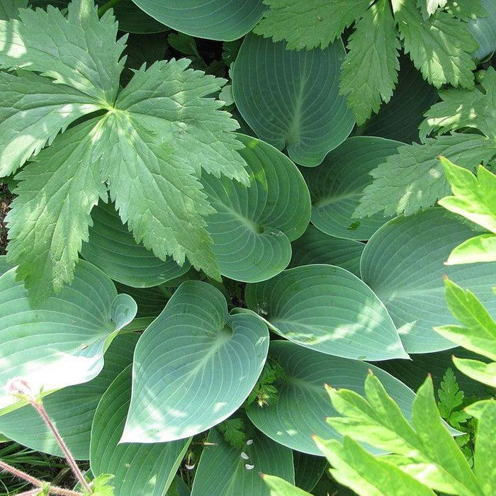 Hosta 'Halcyon'  - Halcyon Hosta - Shipped