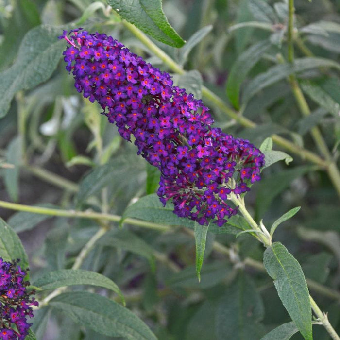 Buddleia 'Dark Dynasty' PP27,834  - MONARCH® Dark Dynasty Butterfly Bush - Shipped