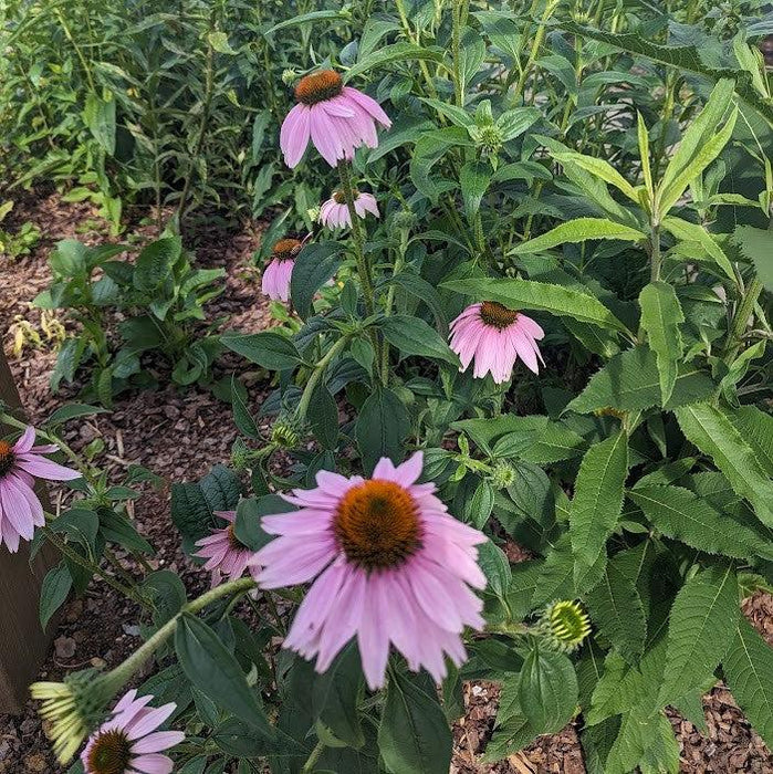 Purple Coneflower - Shipped