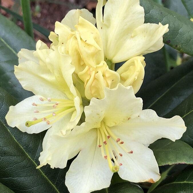 Capistrano Rhododendron - Shipped