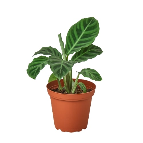 Calathea 'Zebrina' - 4" Pot