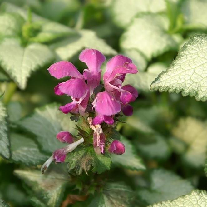 Lamium maculatum 'Purple Dragon'  - Purple Dragon Deadnettle - Shipped