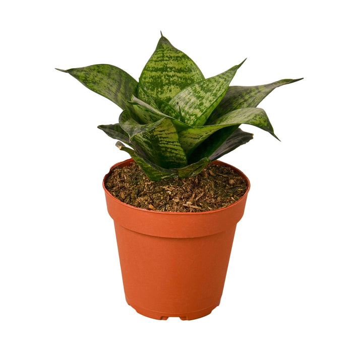 snake plant botanical name Snake Plant Sansevieria Trifasciata