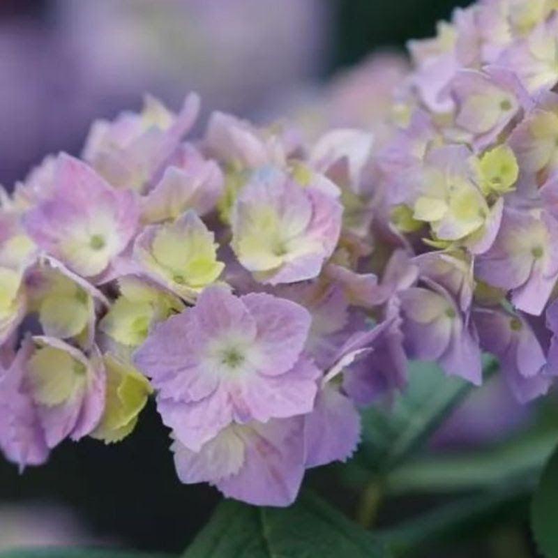 Let's Dance® Sky View® Hydrangea - Shipped