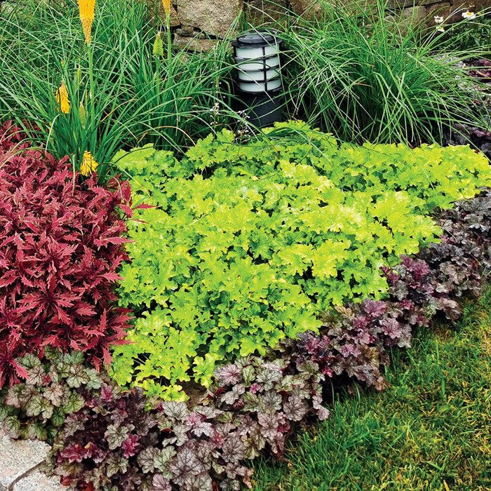Heuchera ‘Lime Marmalade’  - Lime Marmalade Heuchera - Shipped