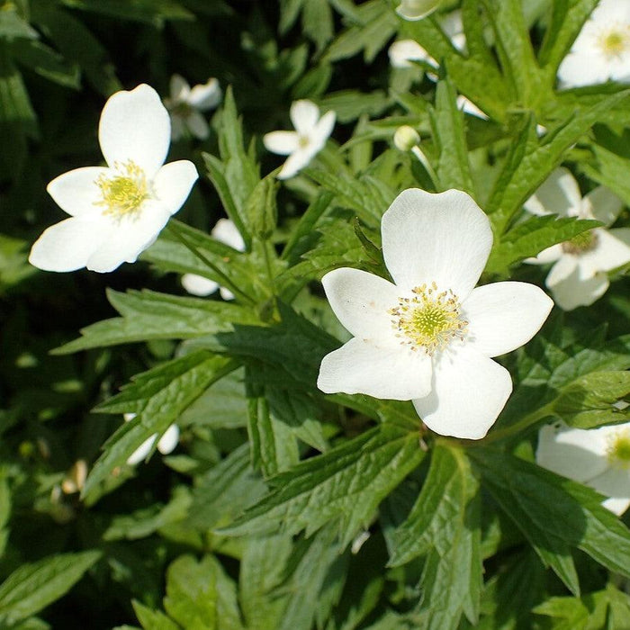 Anemone canadensis  - Canadian Anemone - Shipped