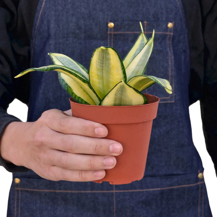 golden hahnii snake plants Snake Plant 'Gold Hahnii' 4" Pot