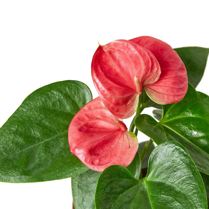 anthurium fucsia Anthurium 'Pink' 6" Pot