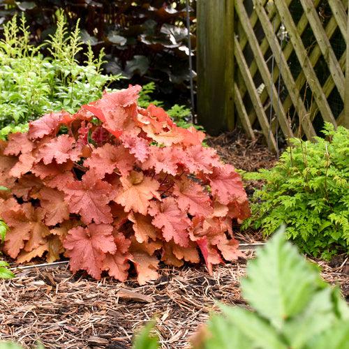 Primo® Peachberry Ice Heuchera - Shipped