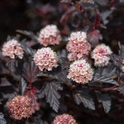 Physocarpus opulifolius 'UMNHarpell' PP30,792  - First Editions® Fireside® Ninebark - Shipped