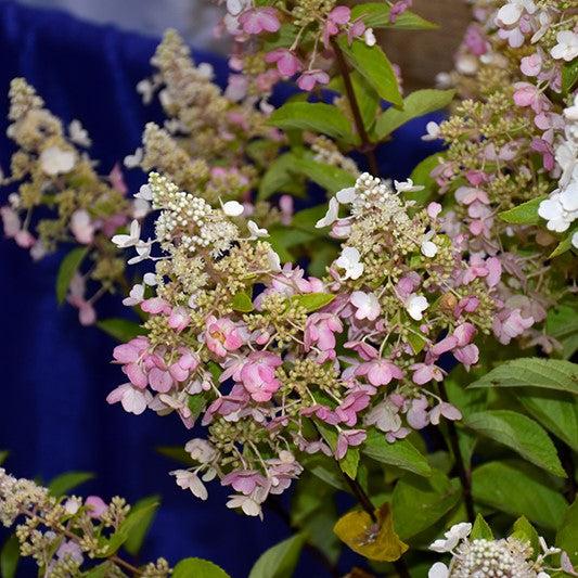 Hydrangea paniculata 'Hpopr013'  - Bloomin' Easy® Lava Lamp® Candelabra® Hydrangea