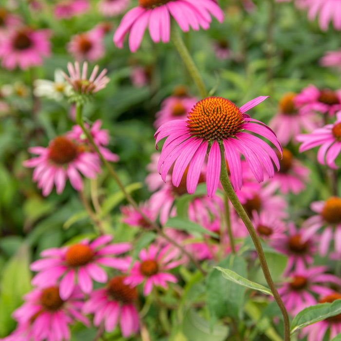 Echinacea purpurea 'Rubinstern'  - Ruby Star Echinacea - Shipped