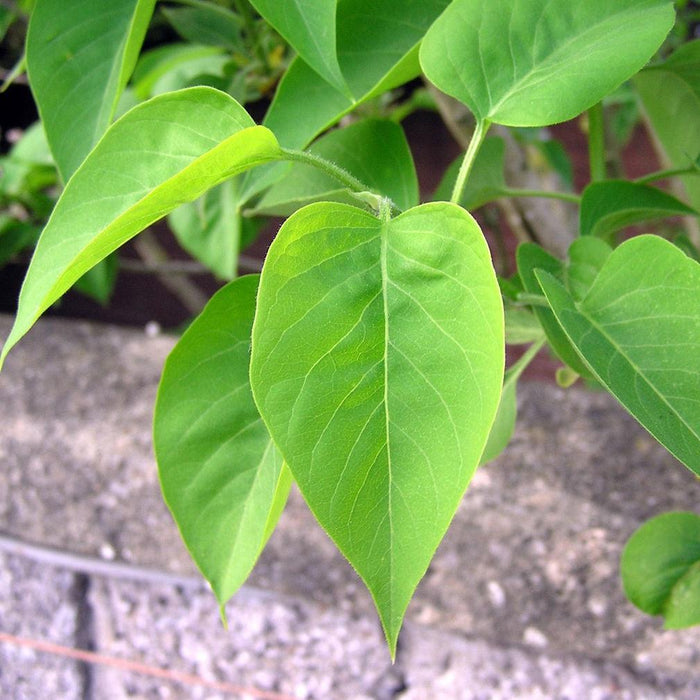 Syringa vulgaris  - Common Lilac, Purple - Shipped