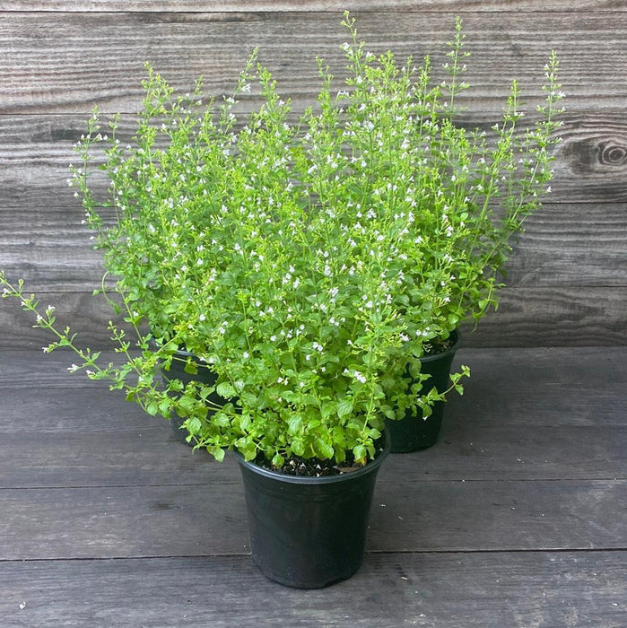 Calamintha nepeta spp. nepeta  - Lesser Calamint - Shipped