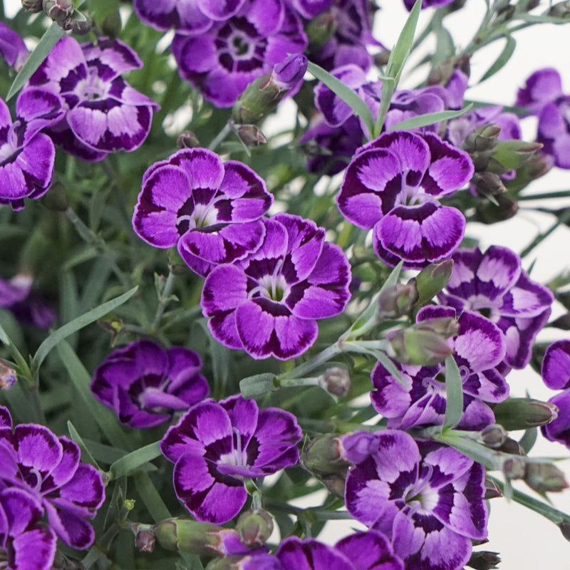 EverLast™ Violet Blue Dianthus - Shipped