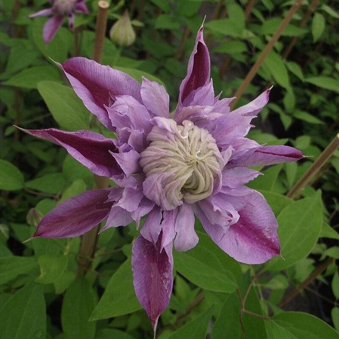 Josephine™ Clematis - Shipped