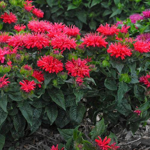 Pardon My Cerise Bee Balm - Shipped