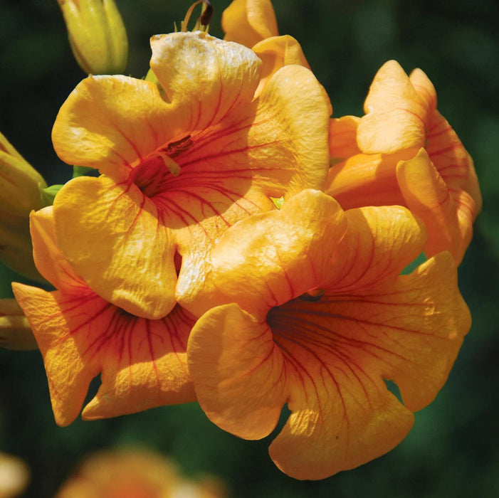 Campsis x tagliabuana 'Takarazuka Yellow' PP 23,918  - Summer Jazz™ Sunrise Gold Campsis - Shipped