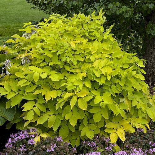 Sun King Golden Japanese Spikenard - Shipped