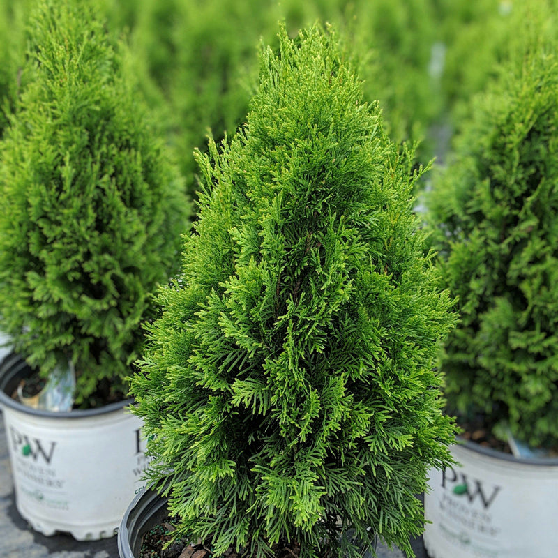 Thuja occ. North Pole® - Shipped