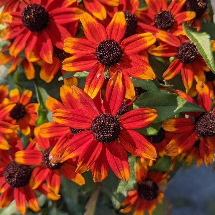 Rudbeckia triloba 'Prairie Glow'  - Prairie Glow Coneflower - Shipped