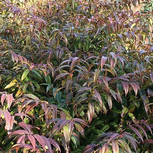 Coastal Leucothoe - Shipped