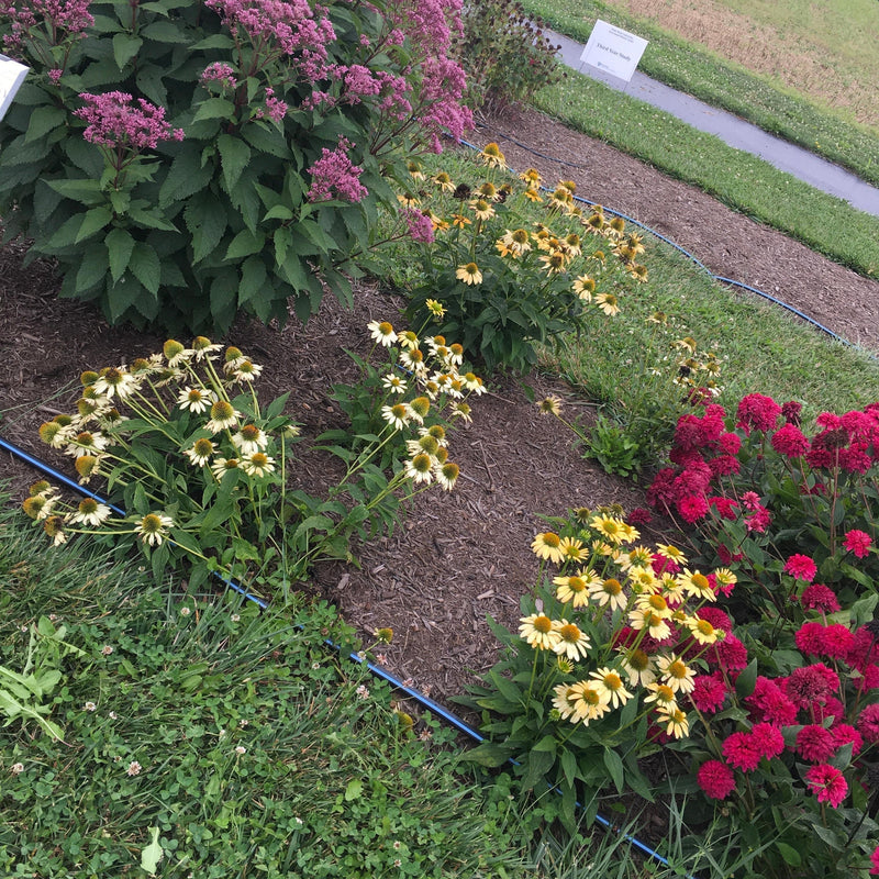 Mellow Yellows Echinacea - Shipped